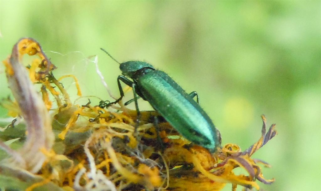 Dasytidae? Psilothrix cfr viridicoeruleus